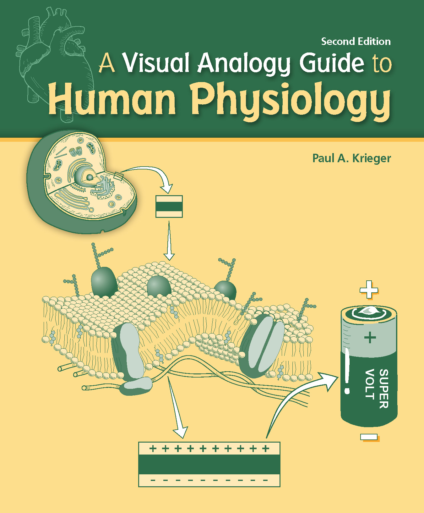 A Visual Analogy Guide to Human Physiology